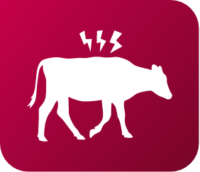 Cow pain graphic